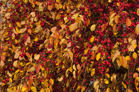 秋天生命 树枝上摘下野生苹果树的果实生长叶子农场植物植物群荒野红色树叶植物人枝条背景图片