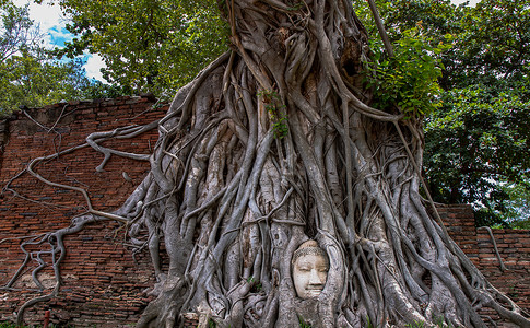 恰玛古古佛头嵌在玛哈泰寺看不见的一棵榕树中文化雕塑植物宗教佛教徒历史精神树干地标信仰背景