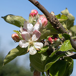 苹果开花苹果树 马鲁斯家庭a花头环境灌木果树生长花瓣季节风景花园海棠背景
