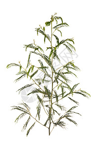 银燕子季节性绿色银荆树叶荆棘侵入性植物美丽白色小枝图片素材