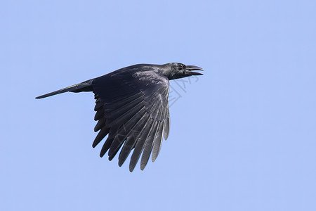 蓝色飞翔的翅膀乌鸦的翅膀向清蓝的天空飞来 鸟儿 野兽动物群蓝天猎物自由蓝色荒野观鸟羽毛鸟类野生动物背景