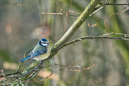 又名蓝冠山雀自然欧罗巴高清图片