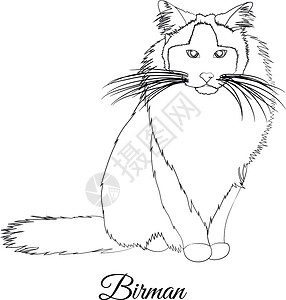 缅甸猫Birman 猫品种着色轮廓矢量黑色和白色插画