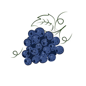 赤霞珠葡萄白色背景中的蓝色葡萄和葡萄浆果的明亮葡萄叶设计图片
