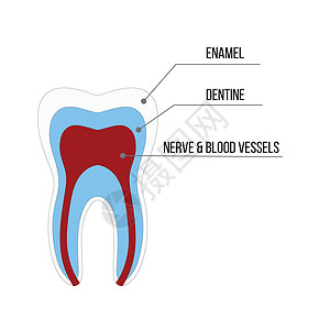 牙齿结构解剖与所有部分包括牙釉质牙本质牙髓腔根管血液供应医学教育和牙科保健车牙疼水泥牙医卫生科学插图磨牙神经搪瓷解剖学背景图片