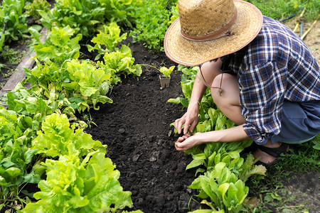 戴草帽的年轻女孩从事园艺工作地点爱好稻草栽培蔬菜帽子乡村采摘生态女士幼苗高清图片素材