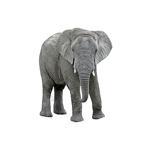 在白色背景隔绝的大象 矢量图马克西姆斯高清图片素材
