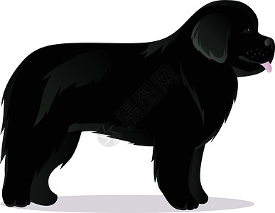 纽芬兰犬宠物动物卡通片哺乳动物黑色背景图片
