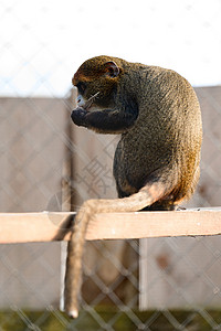 来自非洲的De Brazza 猴子被囚禁 在动物园中与世隔绝的飞蛾男性高清图片素材