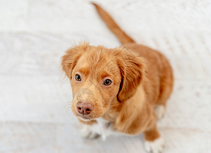 在家玩得开心的玩具小狗哺乳动物猎犬犬类闲暇收费地面动物朋友宠物忠诚背景图片