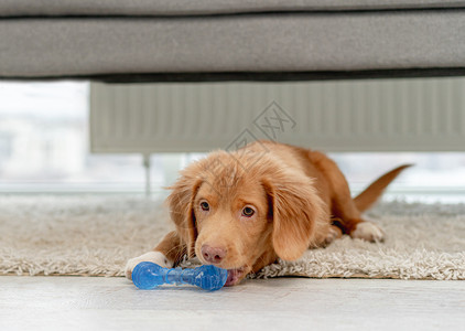 开心鸭字体在家玩得开心的玩具小狗收费猎犬朋友宠物毛皮忠诚犬类闲暇友谊动物背景