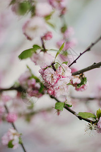 从樱花芽开花粉红樱花或春天的樱花花瓣植物艺术风景园艺生长天空场景蓝色叶子背景