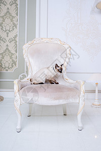 椅子上猫客厅毛皮高清图片