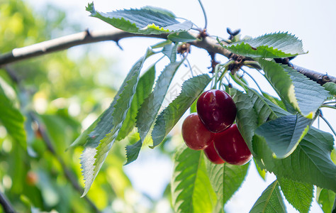 在初夏收获前 成熟的红色和甜樱桃浆果挂在树枝上 一棵树上挂着美味多汁的深红色鸟樱桃果实生长树叶收成农场农业季节水果植物食物绿色户外高清图片素材