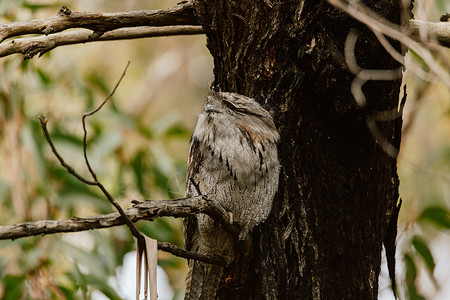 每天在树上睡觉的塔尼青蛙嘴树干猎物环境野生动物动物荒野羽毛鸟类睡鸟捕食者背景图片
