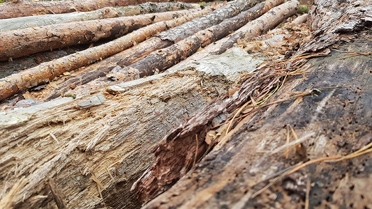 新鲜的锯木 砍伐后林中树木的原木针叶树干松树环境日志植物森林资源云杉木头记录高清图片素材