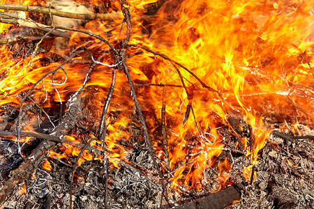 点燃火苗 烧树枝和木柴高清图片