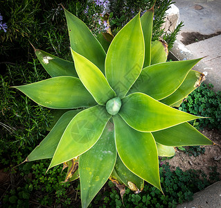 龙舌兰 attenuata 植物自然对称宏观计划背景图片
