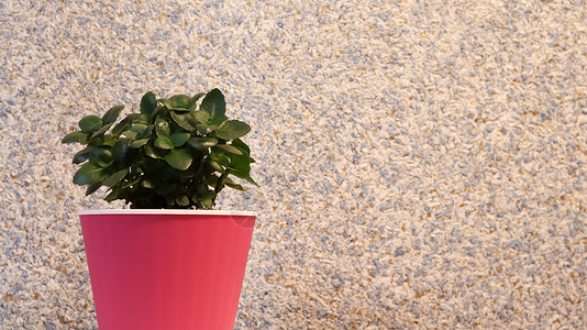靠墙的粉红色花盆里种着一株绿色的小植物 漆成紫色 美丽精致明亮的背景与复制空间 绿色的花 金钱树与粉红色的墙壁背景盆栽内饰陶瓷粉背景图片
