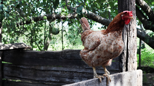 在阳光明媚的日子里 在五颜六色的夏日背景下 一只大红褐色的蛋鸡在乡下 属于蛋类鸡 家禽育种 鸡和蛋生产家畜母鸡羽毛院子饮食农业环背景图片