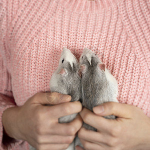 两只老鼠拔萝卜穿着粉色拖车的女孩轻轻地 把两只可爱的灰老鼠抱紧了背景