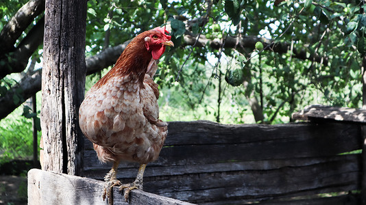 在阳光明媚的日子里 在五颜六色的夏日背景下 一只大红褐色的蛋鸡在乡下 属于蛋类鸡 家禽育种 鸡和蛋生产宠物饮食小鸡栅栏羽毛动物农背景图片