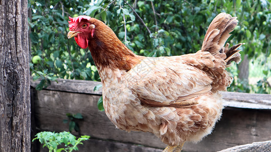 在阳光明媚的日子里 在五颜六色的夏日背景下 一只大红褐色的蛋鸡在乡下 属于蛋类鸡 家禽育种 鸡和蛋生产翅膀院子母鸡流感公鸡环境鸟背景图片
