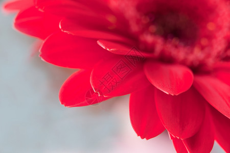 红色非洲菊花 — 绿色背景上的红色雏菊大花瓣背景图片