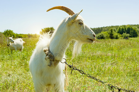一只白色的老山羊 在草地上被绑在铁链上高清图片