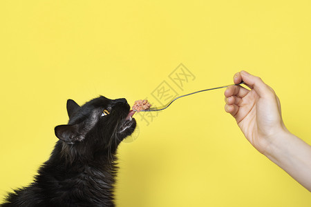 黑毛猫用黄色背景孤立的叉子吃猫食 Pet food横幅概念与副本 cpace背景