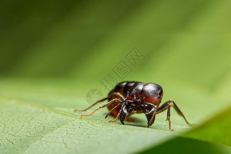 热锅上蚂蚁树枝上的蚂蚁菲多尔喷气式飞机驾驶员照片宏观热带工人野生动物生活动物团队黑色背景