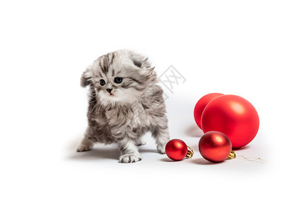 小毛球红球的小毛小猫哺乳动物尾巴短发毛皮婴儿猫咪眼睛头发动物成人背景