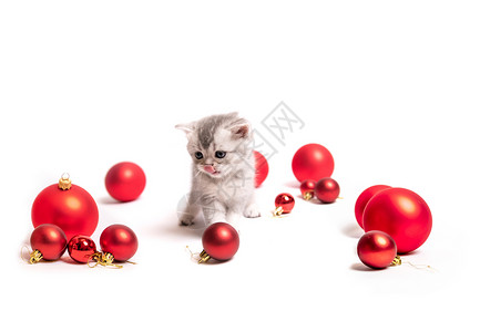 小毛球红球的小毛小猫猫咪眼睛婴儿虎斑短发工作室头发成人宠物毛皮背景