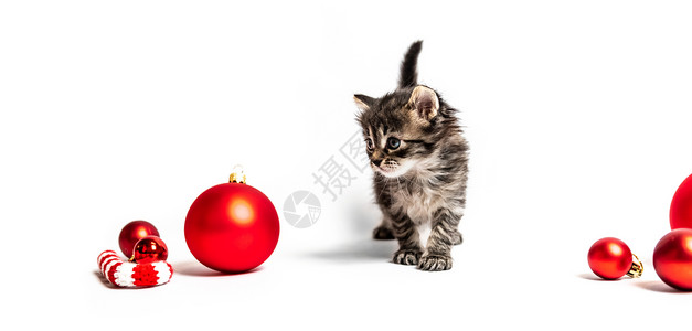 小毛球红球的小毛小猫眼睛虎斑尾巴工作室动物成人猫咪哺乳动物婴儿头发背景