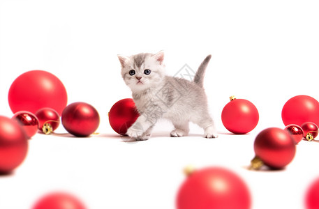 小毛球红球的小毛小猫成人尾巴眼睛毛皮短发哺乳动物头发宠物婴儿猫咪背景