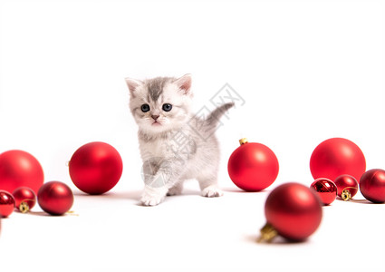 小毛球红球的小毛小猫短发哺乳动物宠物猫咪成人眼睛毛皮工作室头发动物背景