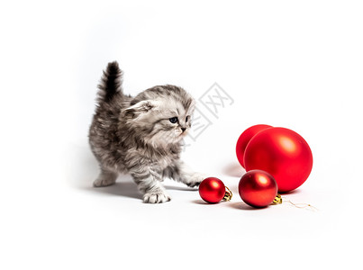 小毛球红球的小毛小猫哺乳动物头发猫咪宠物婴儿短发动物毛皮眼睛工作室背景