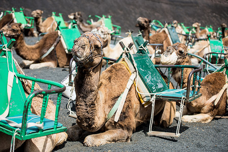兰萨罗特岛的骆驼旅行动物护航旅游驼峰沙丘运输沙漠单峰骆驼队背景图片