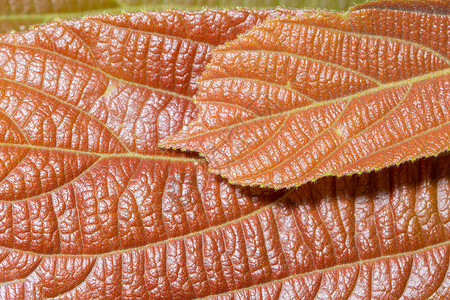棕叶图案背景叶子橙子季节性棕色植物红色黄色季节背景图片