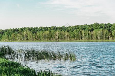 森林中河流附近的绿草原俄罗斯高清图片素材