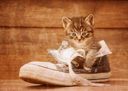 猫咪坐在鞋里年轻的高清图片素材
