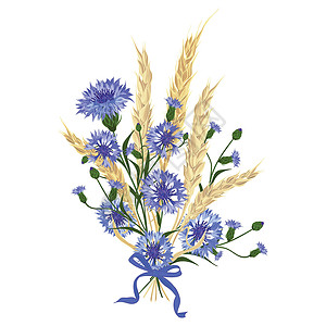 一束小麦一束美丽的矢车菊和小麦小穗系着丝带插画