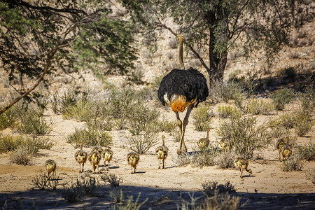 埃托沙潘南非Kgalagadi跨界公园的非洲Ostrich自然保护区荒野动物旅游鸵鸟游戏小动物目的地观鸟鹤科背景