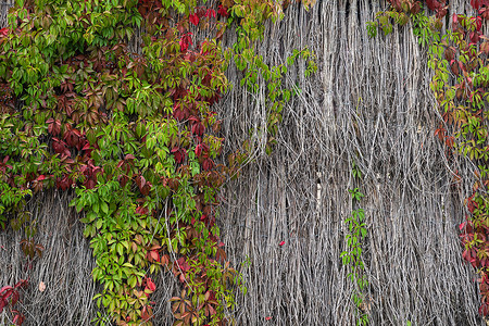 柳岩酥胸抢镜岩墙壁背景上的攀爬植物艺术木头柳条爬行者眼罩叶子编织枝条建造藤蔓背景