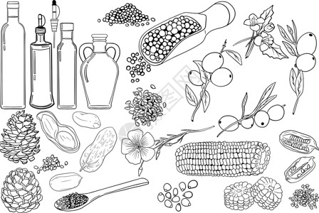 蔬菜素描油套 手绘矢量图 橄榄芥子玉米松坚果亚麻籽芝麻花生油 用于化妆品或食品 素描风格矢量有机食品插画食物叶子艺术花生插图玉米黑芝麻绘设计图片