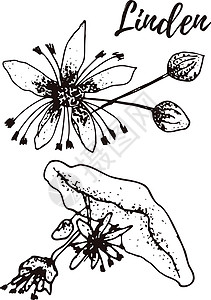 马鞭草属菩提树 一套手绘矢量香料和香草 药用化妆品烹饪植物插画