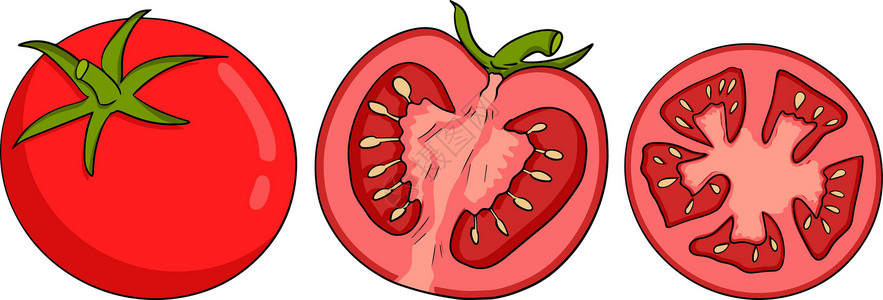 手绘五颜六色的红番茄 孤立在白色背景上的矢量图解 写实植物水果墙纸食物墨水绘画饮食刷子烹饪蔬菜宏观背景图片