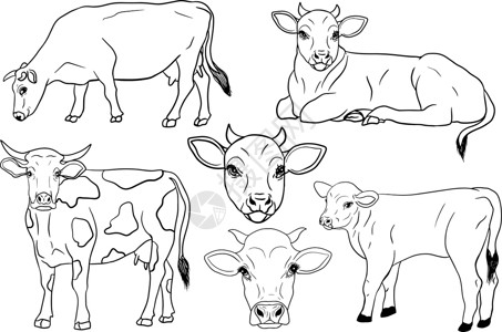 画牛白手绘制的牛动物放牧病媒图解中的牛被隔离 牛奶农场宠物 和设计的插图艺术海报毛皮农田涂鸦奶制品奶牛草图乐趣绘画设计图片