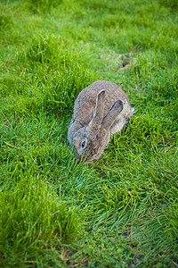 一只兔子在花园里吃草野生动物场地耳朵胡须毛皮静脉享受眼睛后院农场背景图片