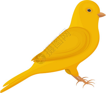 一只明亮的黄金丝雀 鸟类矢量插图在白色背景中被孤立高清图片